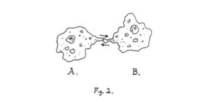 Intersubjective model of communication: amoeba sexuality